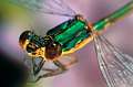 Chalcolestes viridis